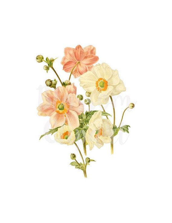 clipart flowers illustration