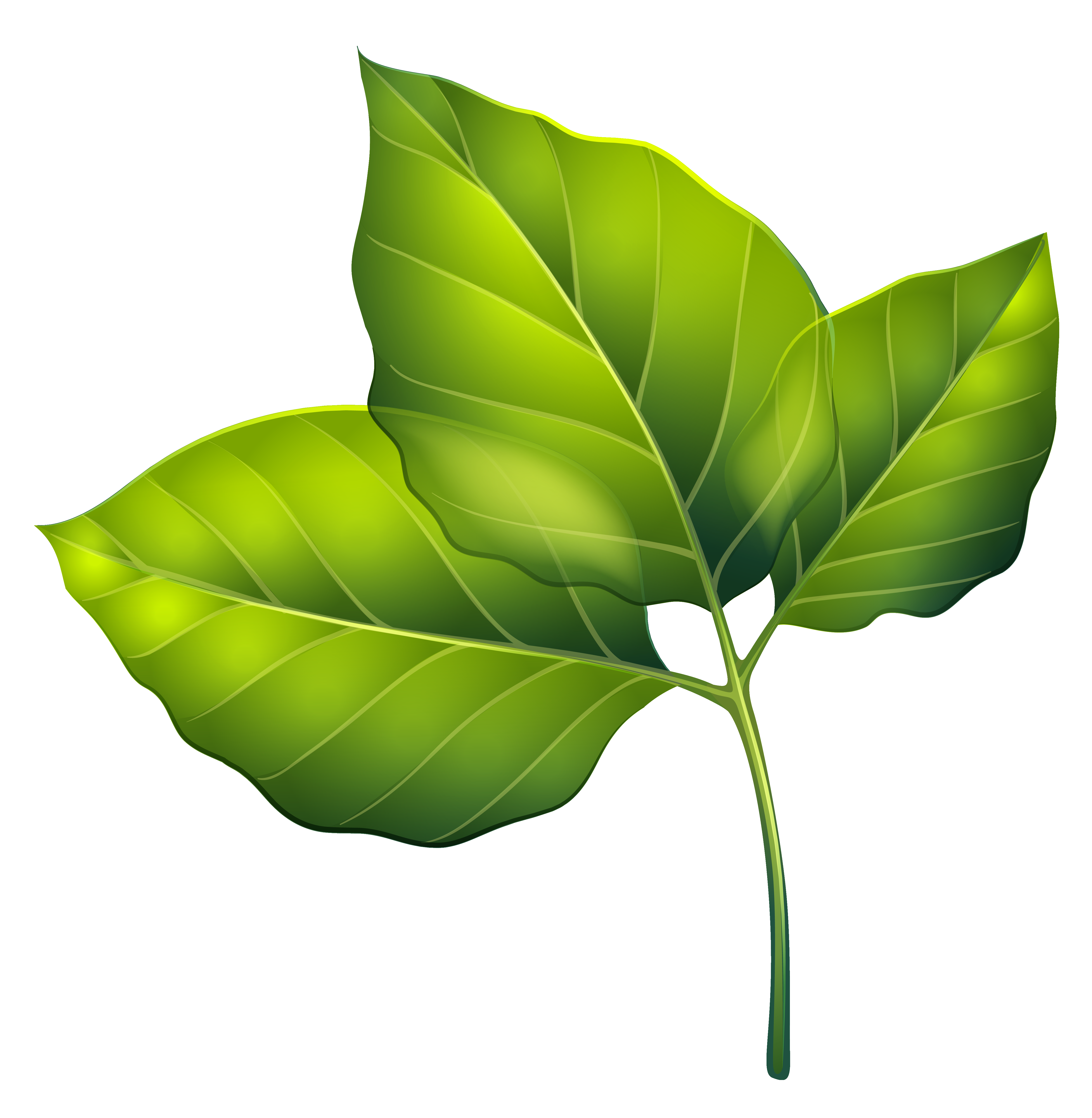 clipart flowers leaves