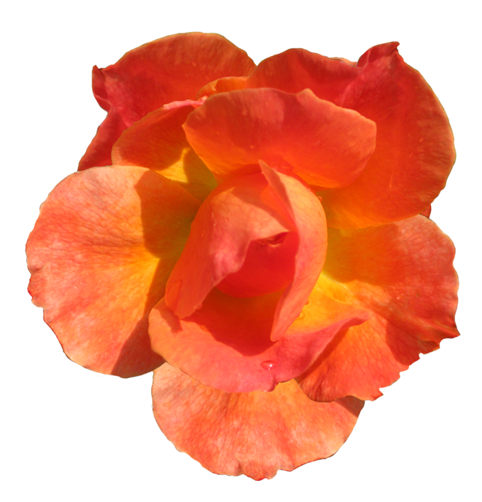 clipart flowers orange