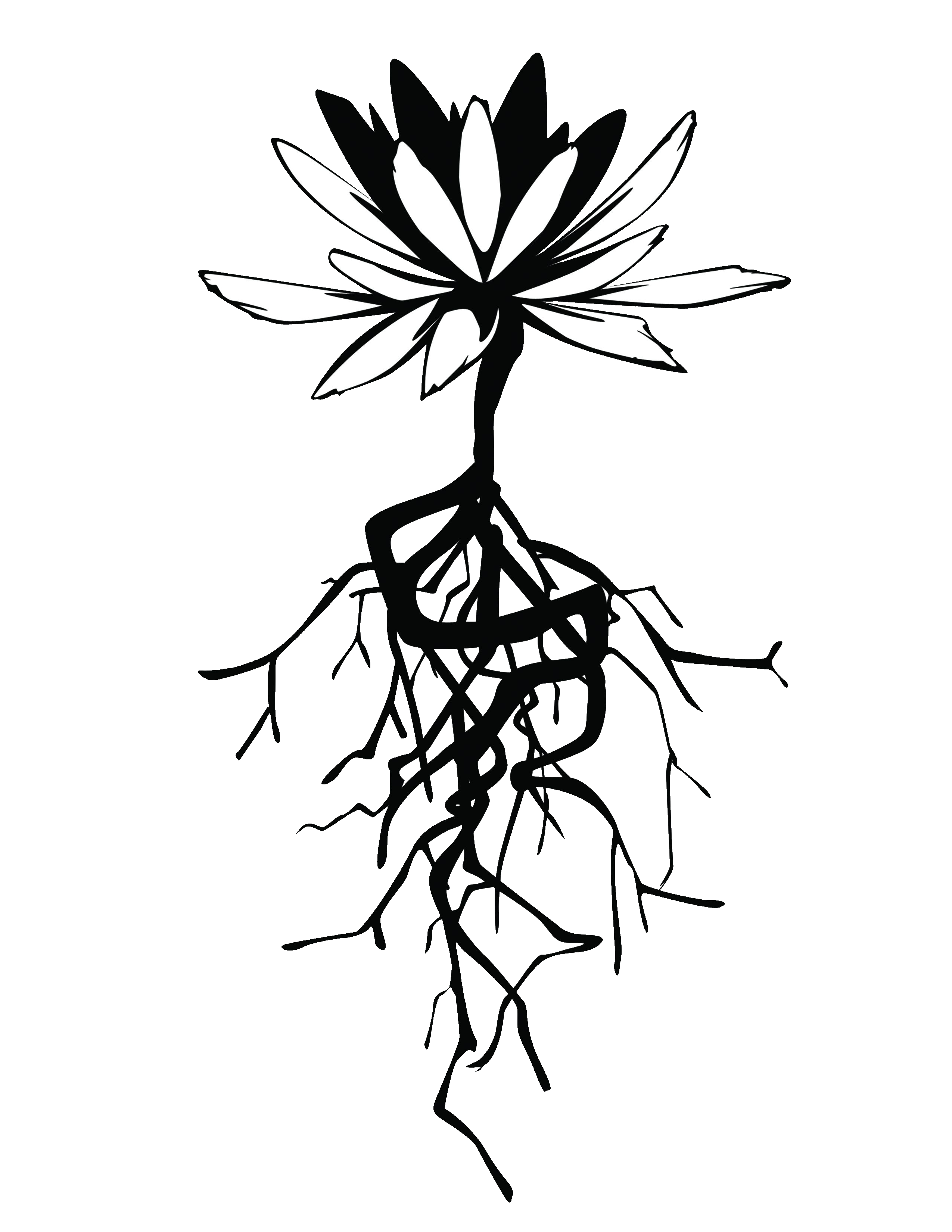Flower roots drawing at. Flowers clipart root