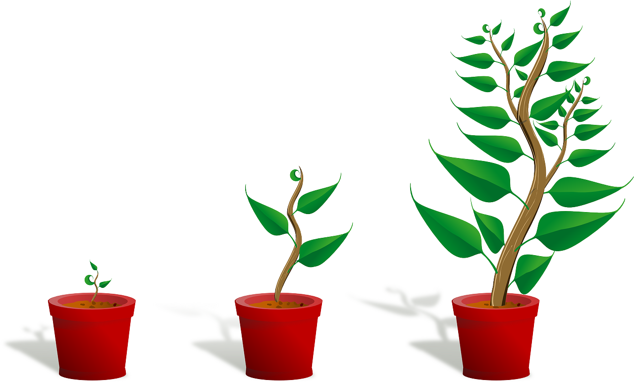 Growing hibiscus plants plant. Planning clipart decision making