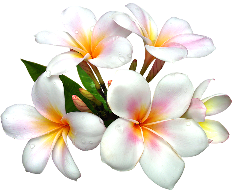White large png flower. Hawaiian clipart plumeria hawaii