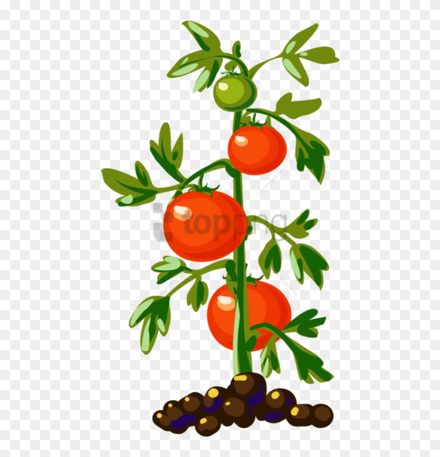 Clip art tomato png. Food clipart plant