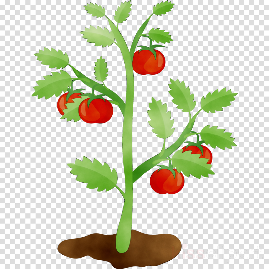 clipart food plant