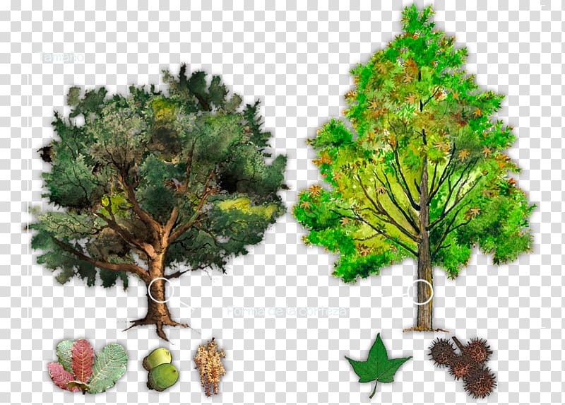 Clipart forest arboles. Tree quercus ilex plant