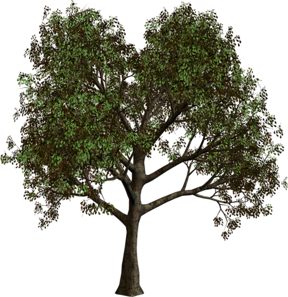 Clipart forest bush. Tree png art pinterest