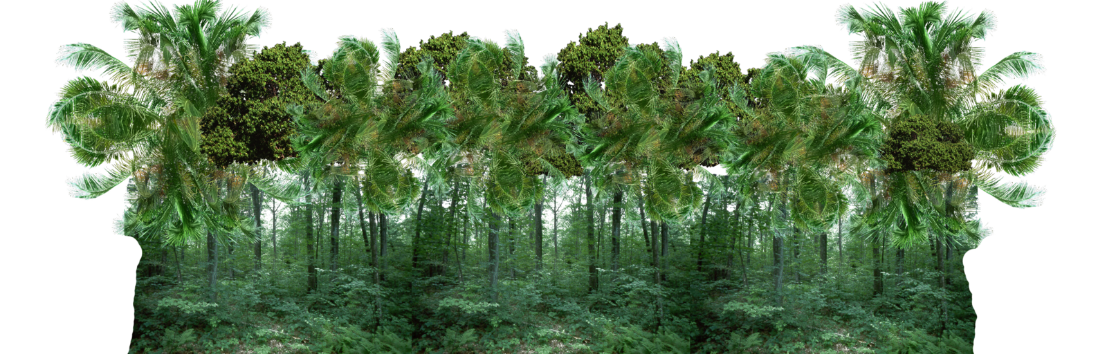 clipart forest coniferous forest