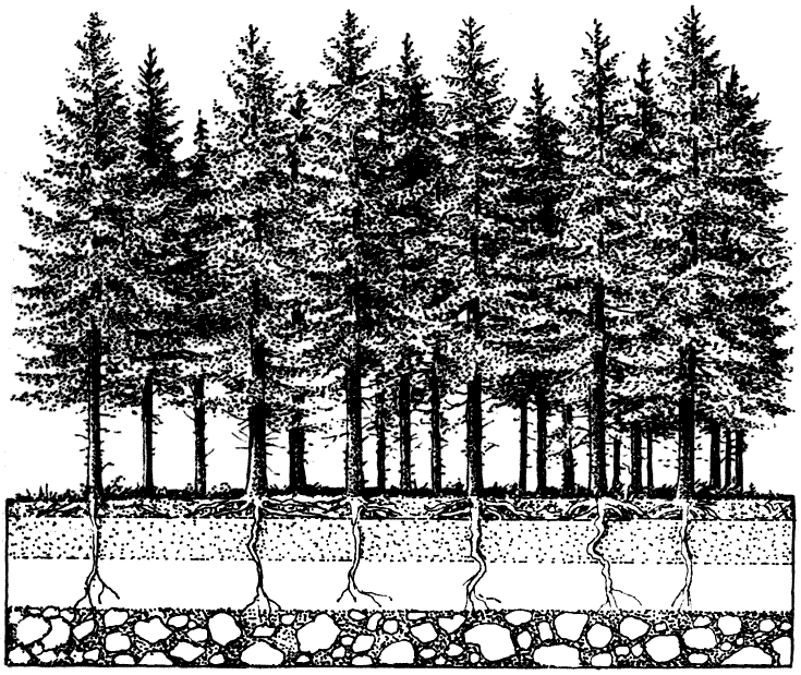 Forest coniferous forest