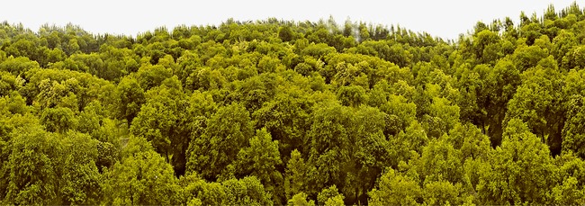 clipart forest dense forest