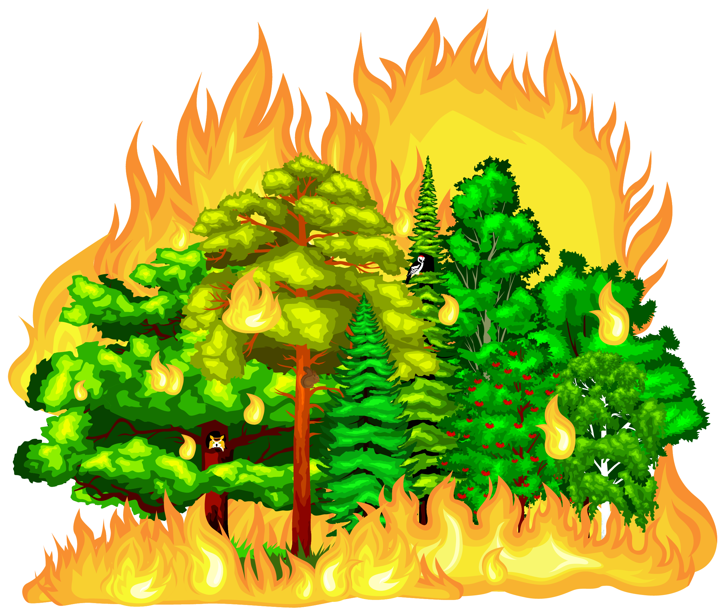 Forest Fire Animated