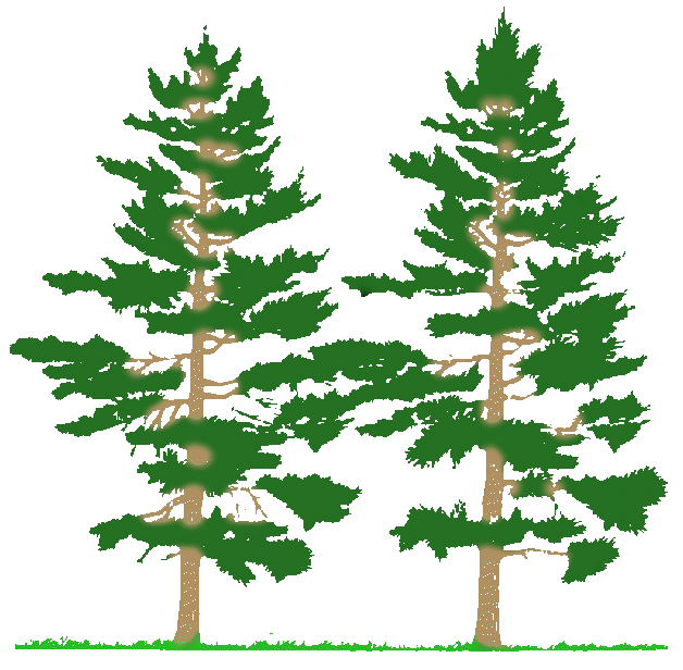 clipart tree forest