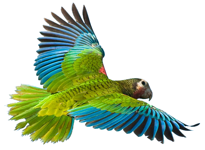 clipart forest parrot