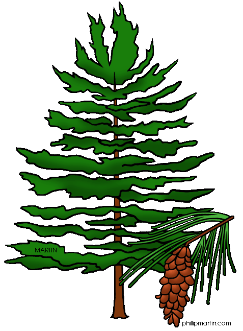 Forest pine tree