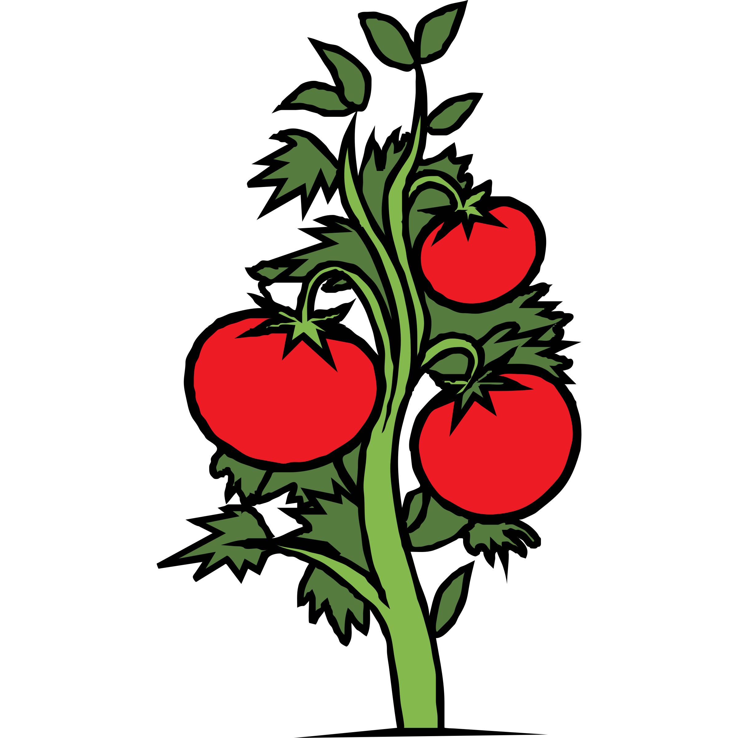 planting clipart tomato crop