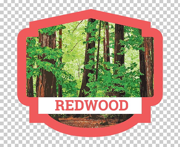 Redwood national and parks. Forest clipart state park