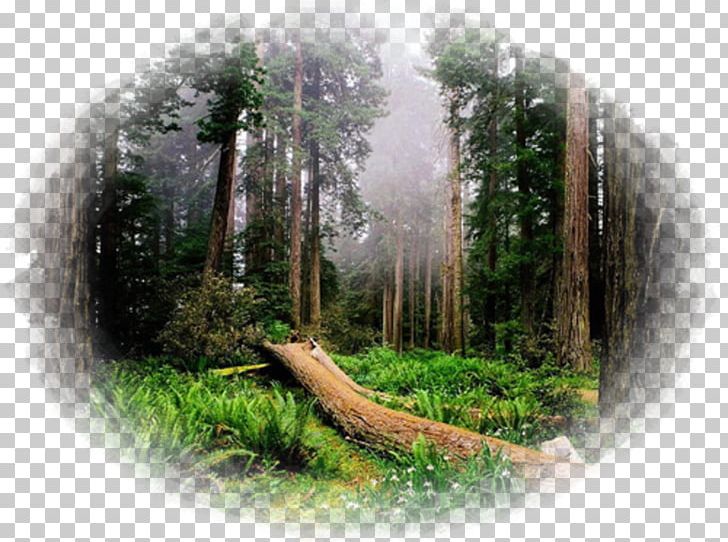 Forest clipart state park. Redwood national and parks