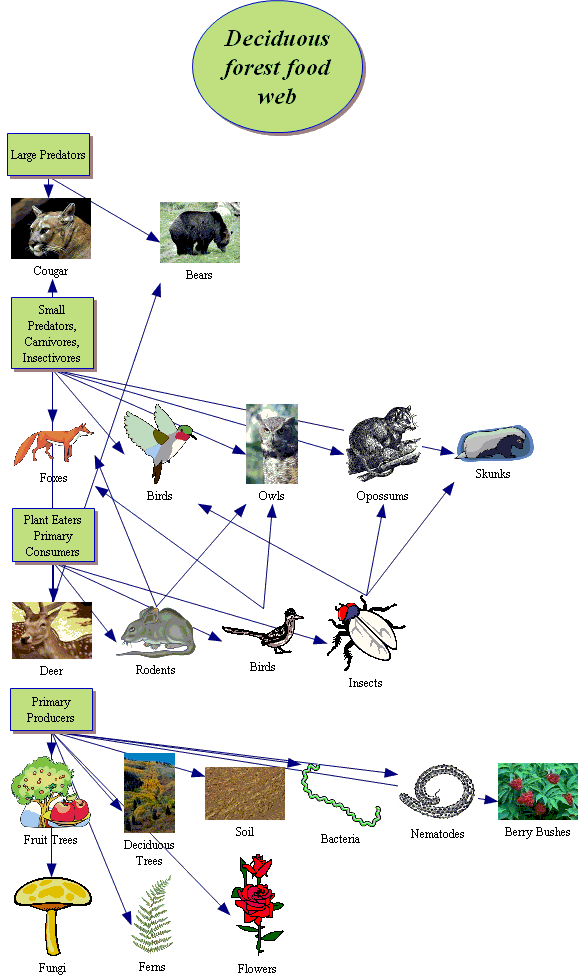 Food web diagram of. Clipart forest temperate deciduous forest