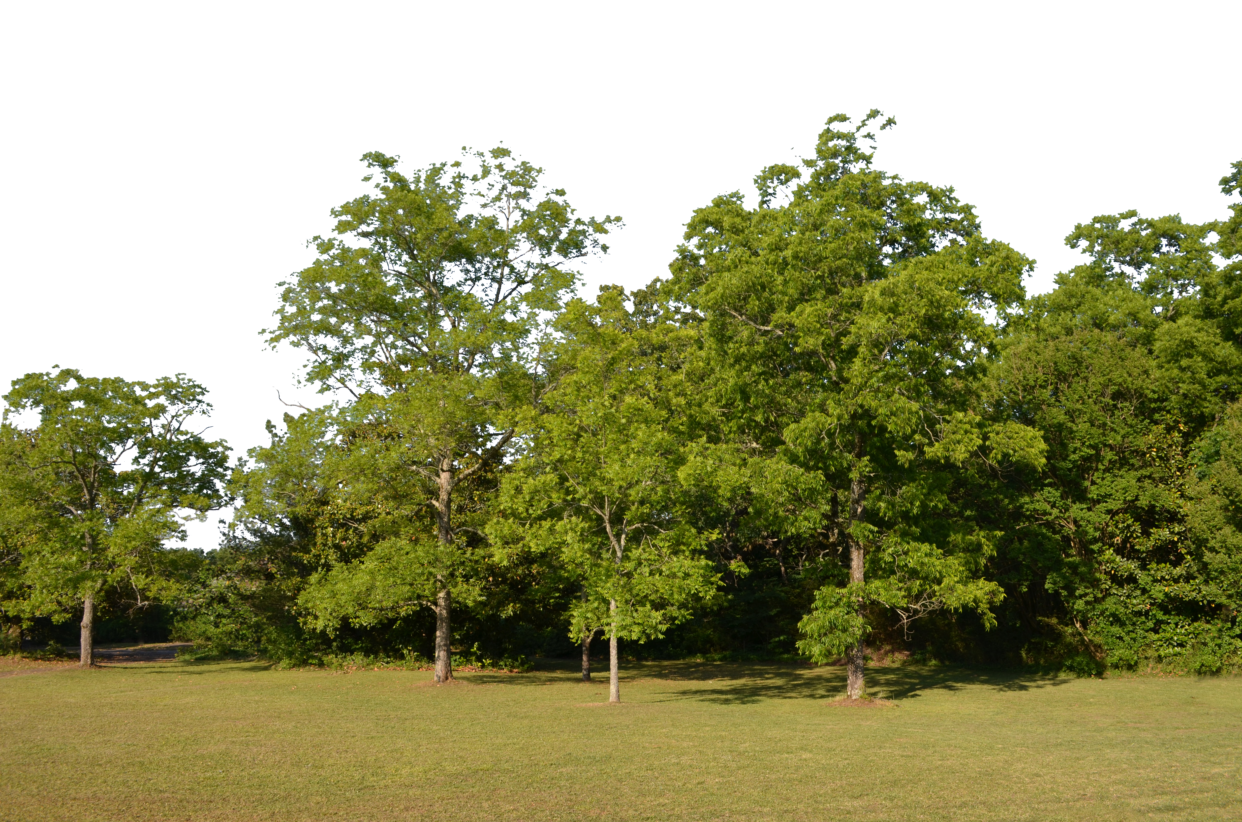 Clearing background png stock. Forest clipart texture