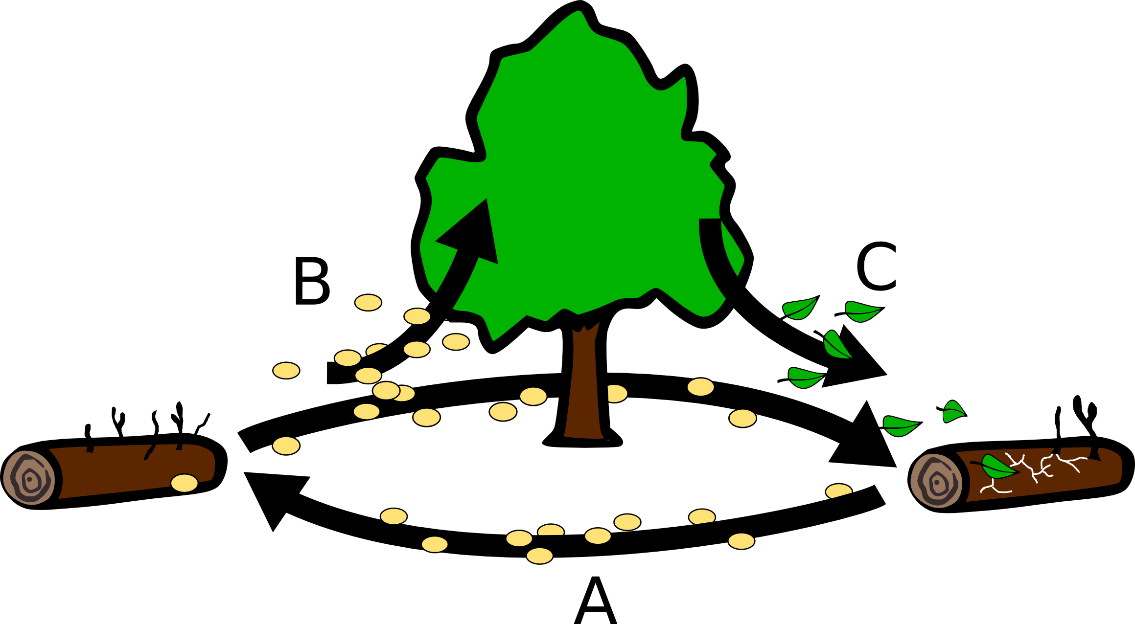 clipart forest tropical evergreen forest