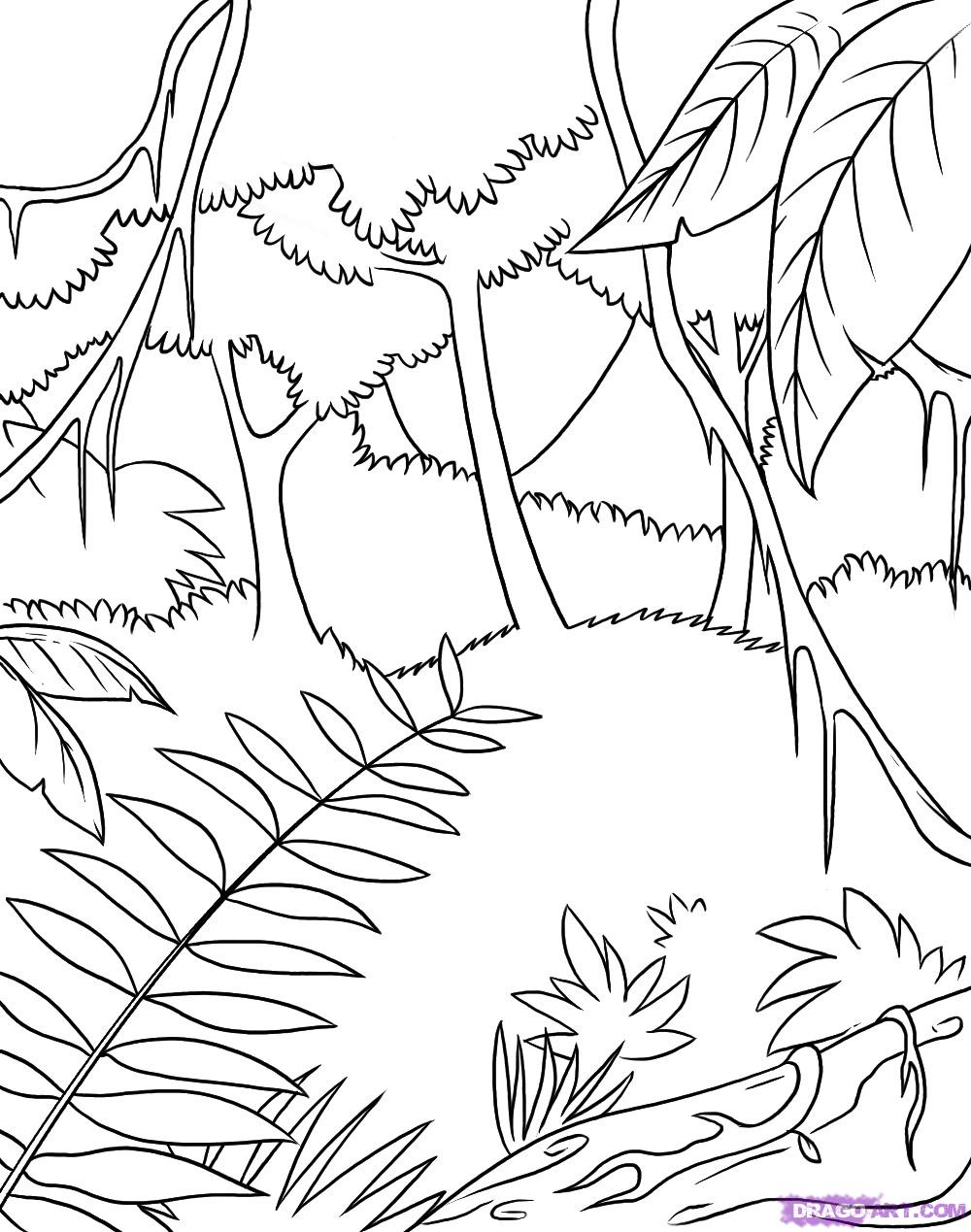 clipart forest tropical evergreen forest