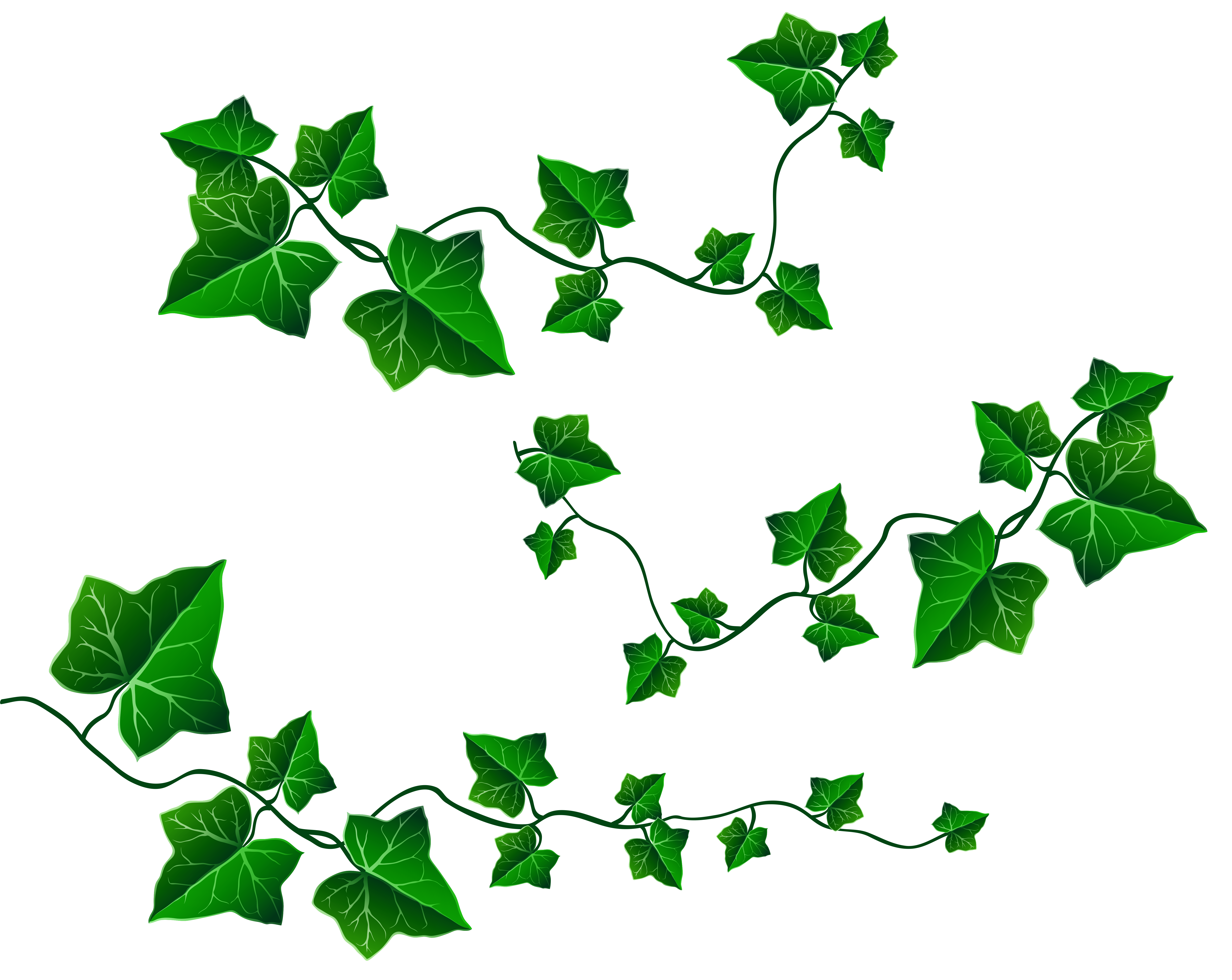 Vine leaves decoration png. Holiday clipart ivy