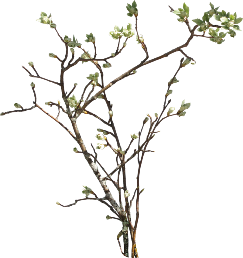 Vine and branches png. Vines clipart forest