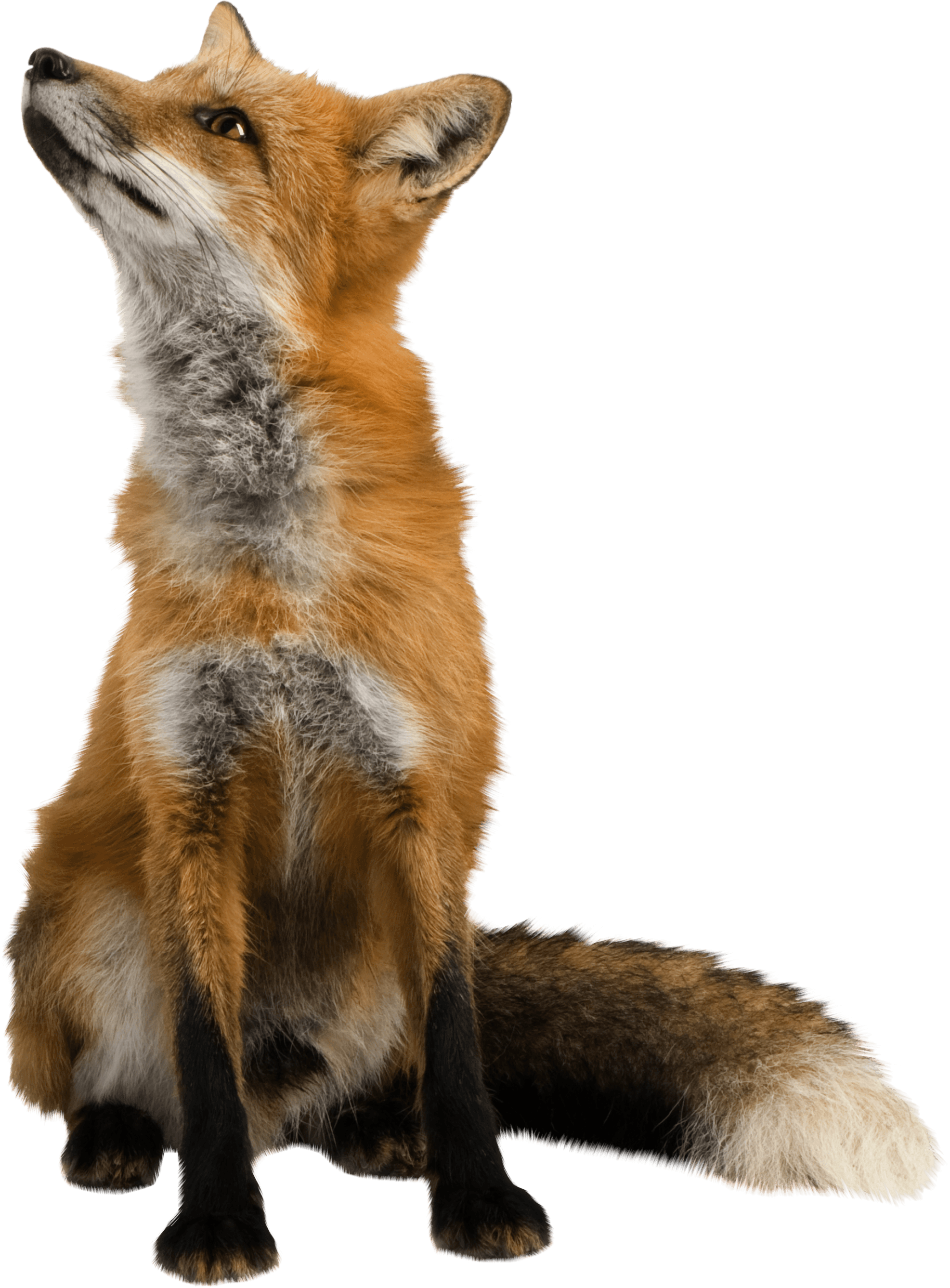 fox clipart mammal
