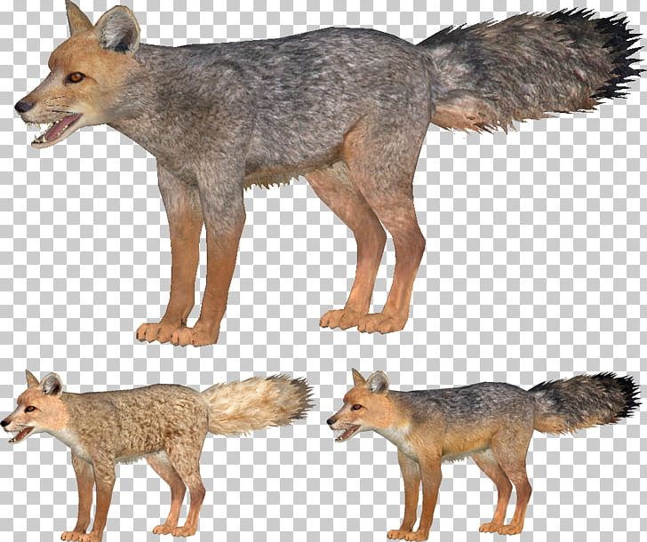 Jackal gray kit png. Coyote clipart red fox