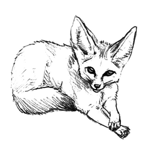 clipart fox desert fox
