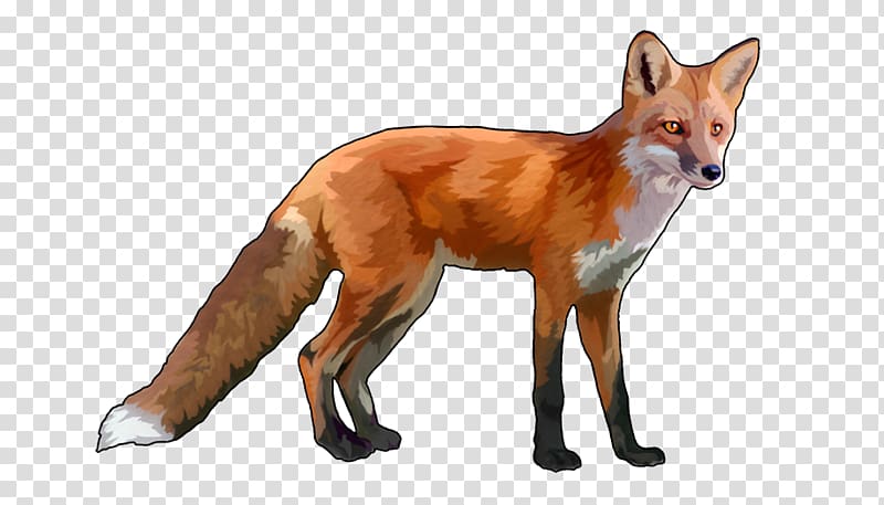 Fox clipart dhole. Red dog canidae transparent