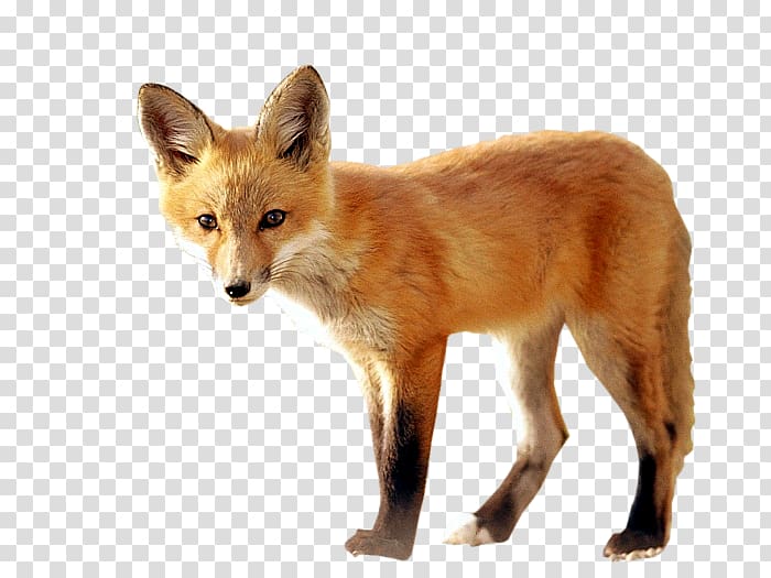 Clipart fox dhole. Red kit transparent background