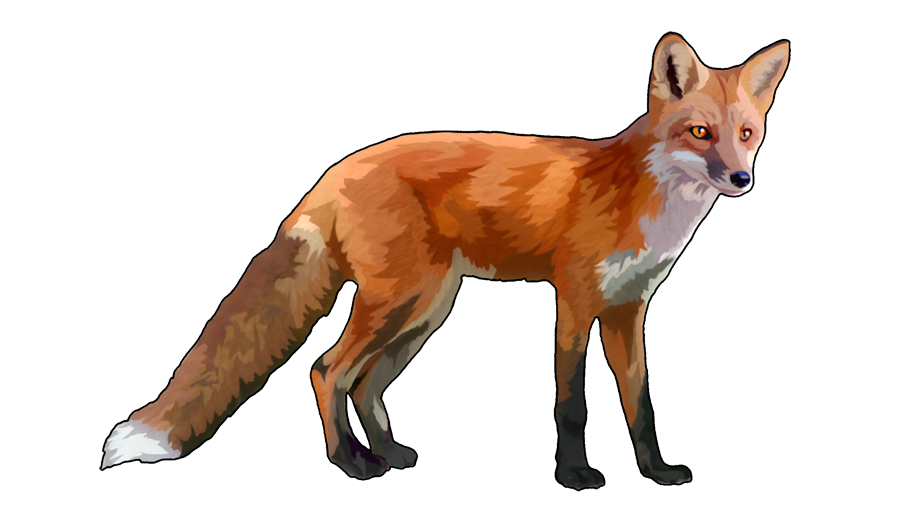 Clipart fox dhole. Png transparent free images
