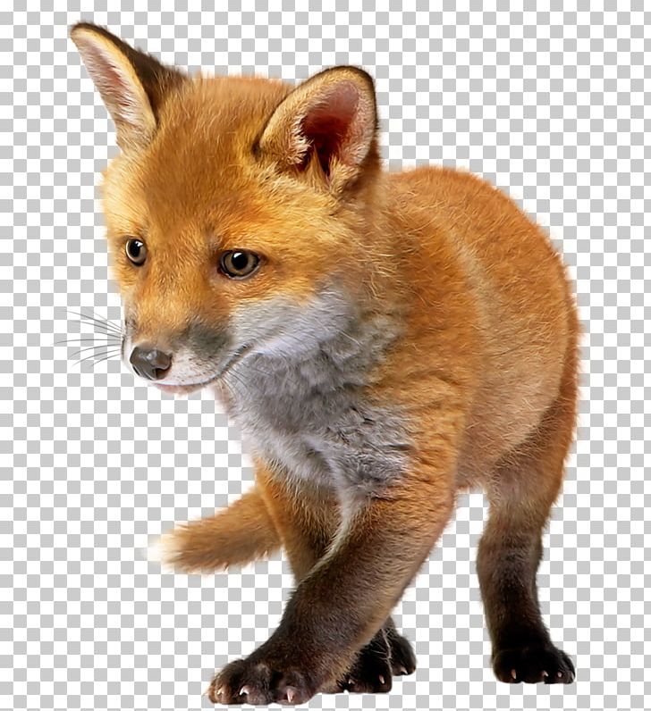 Red png animal animals. Fox clipart dhole