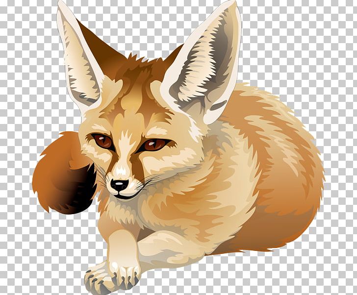 Red canidae png animal. Clipart fox fennec fox