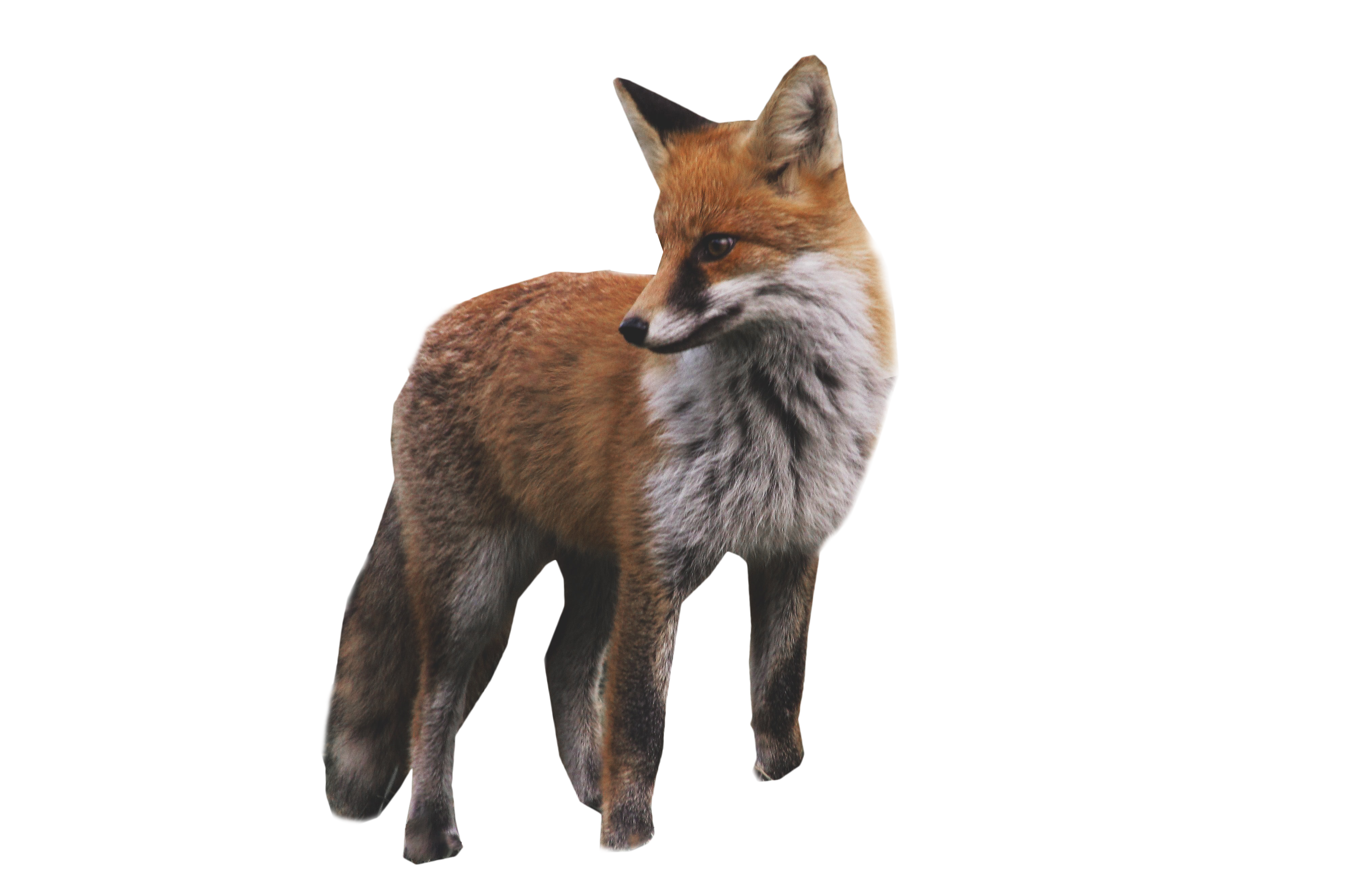 Standing png image purepng. Fox clipart grey fox