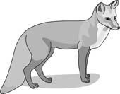 Clipart fox grey fox. Free download clip art