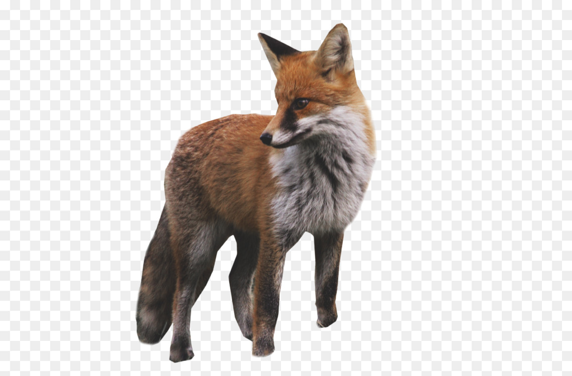 fox clipart kit fox