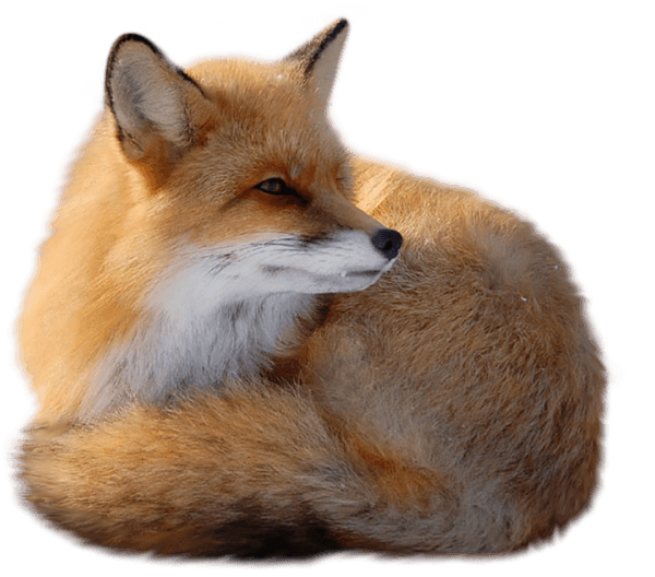 fox clipart transparent background