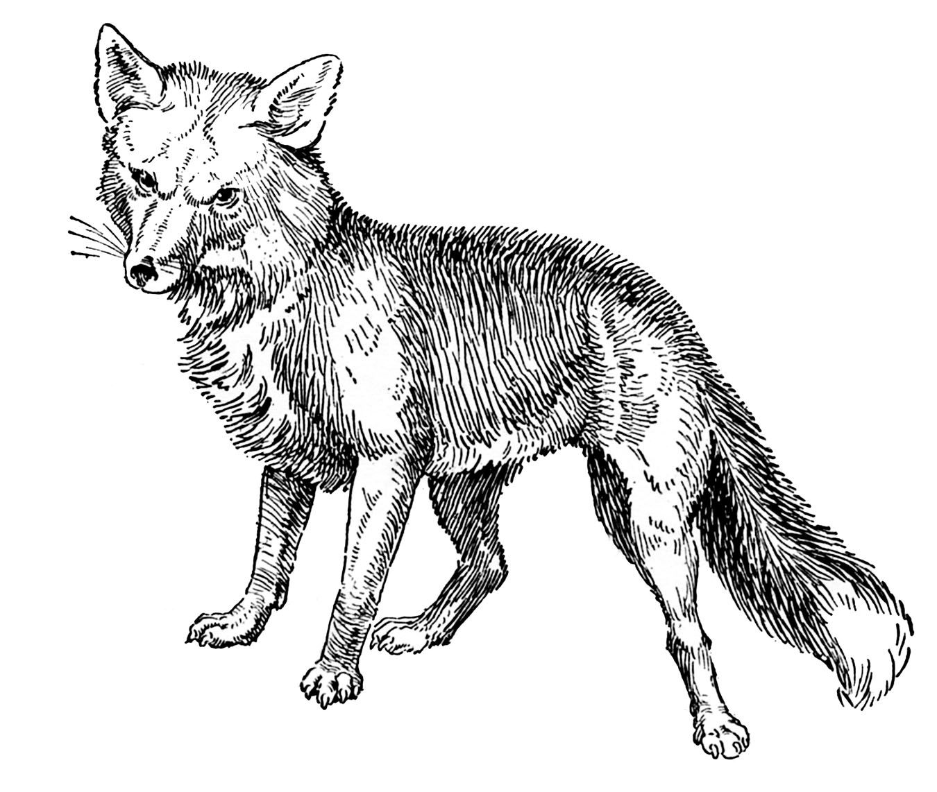 clipart fox line drawing