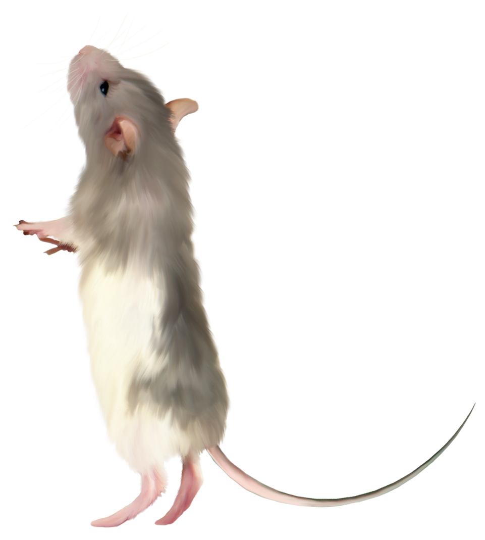 Clipart rat transparent background. Mouse png picture gallery