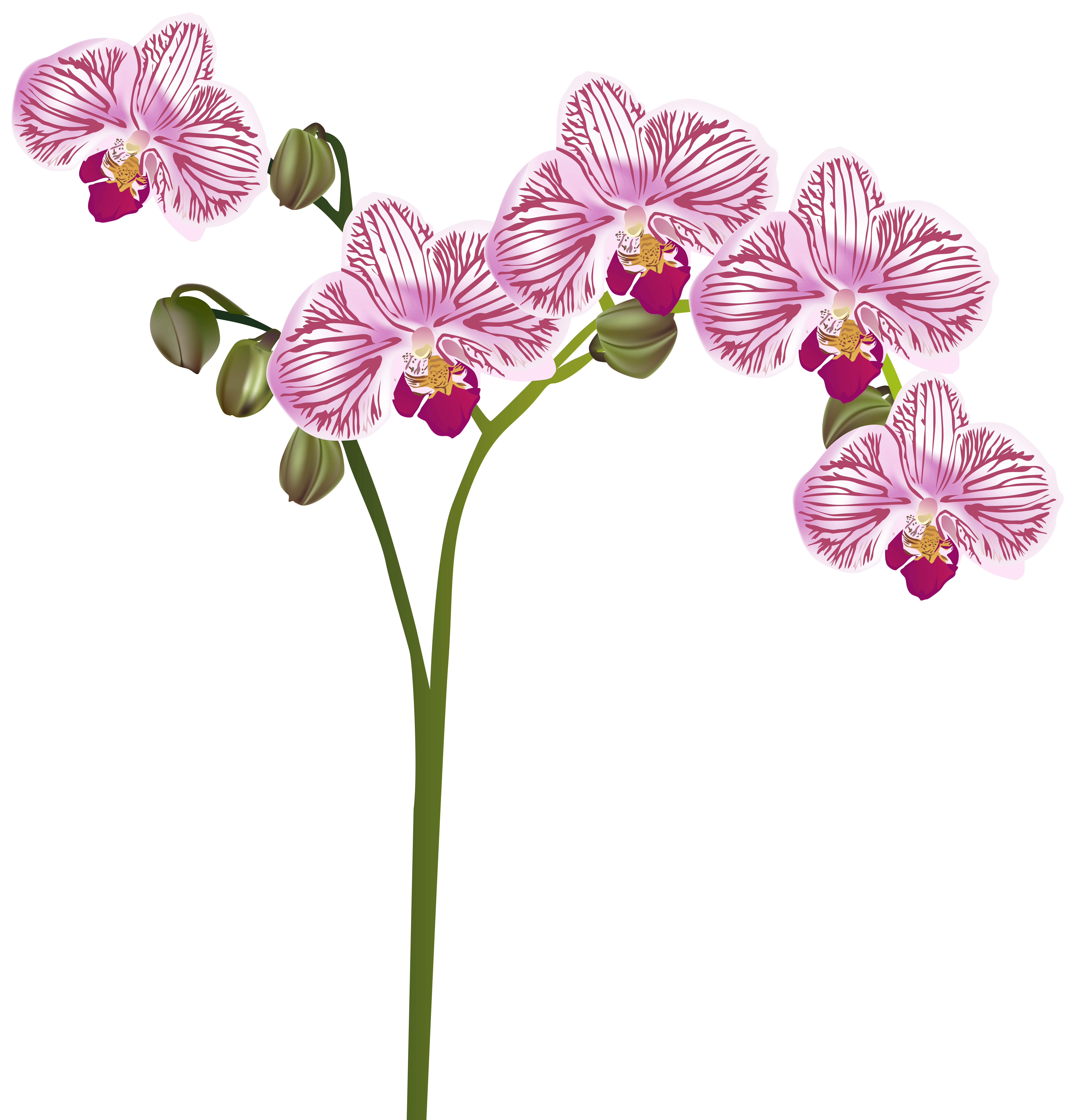 orchid clipart borders