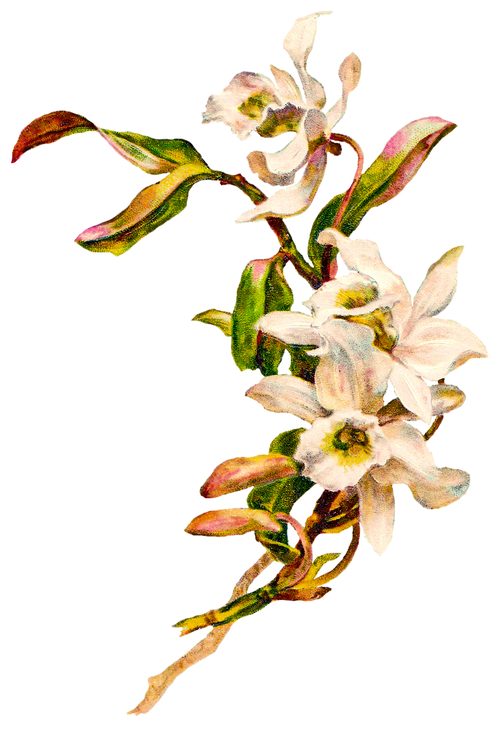 starbucks clipart floral