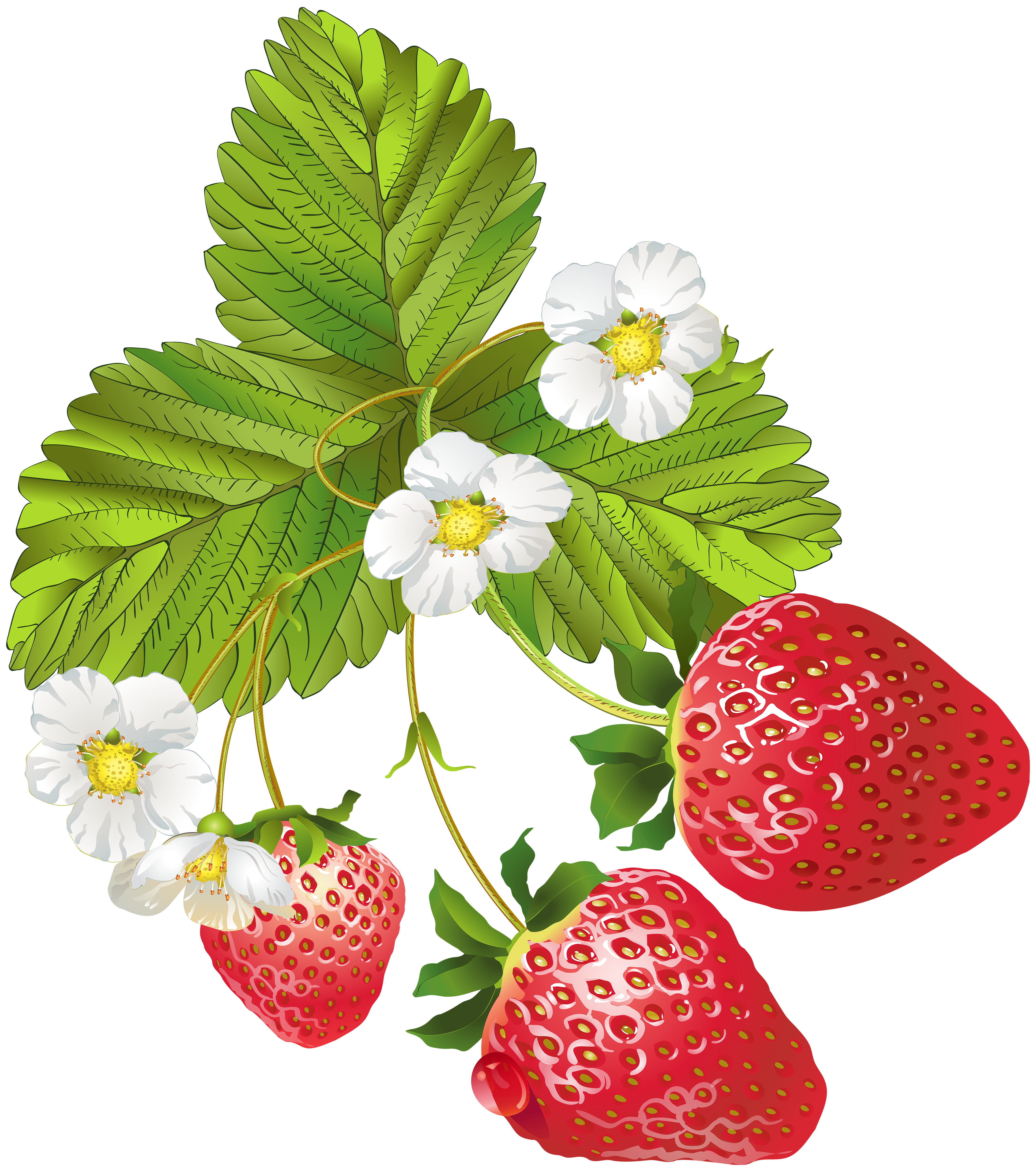 Strawberries clipart watermelon. Blooming png clip art