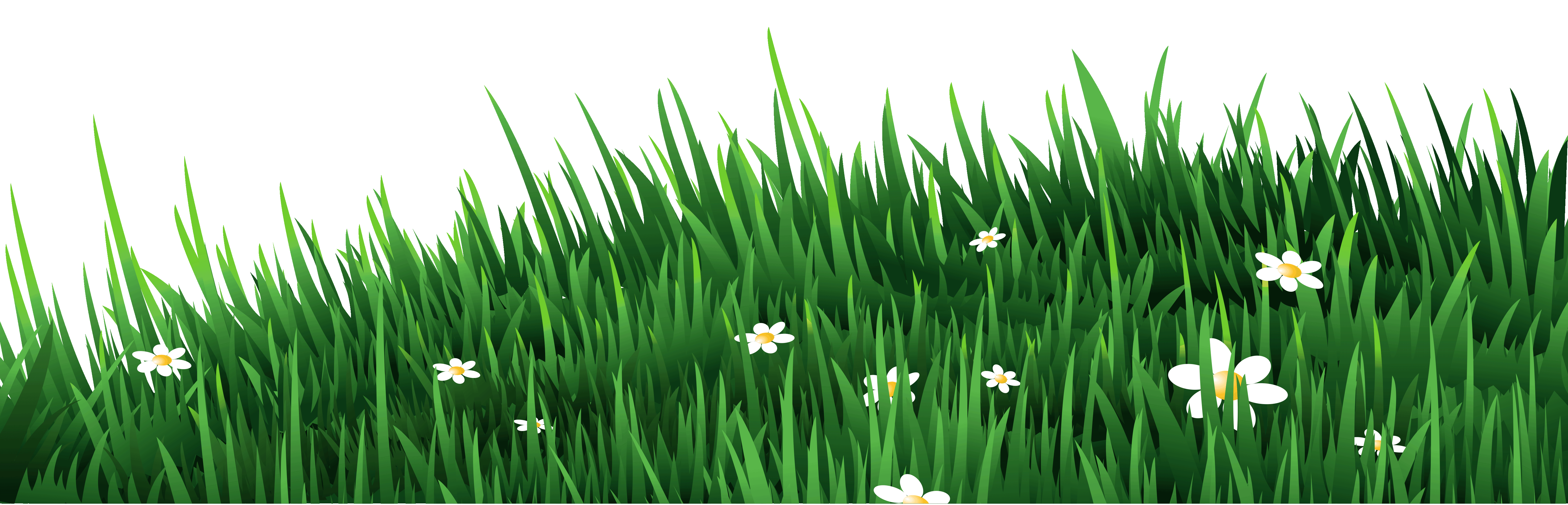 Clipart grass frame. Transparent with white daisies