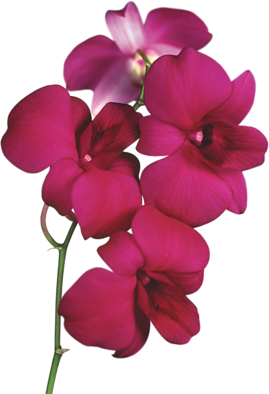 orchid clipart orkid
