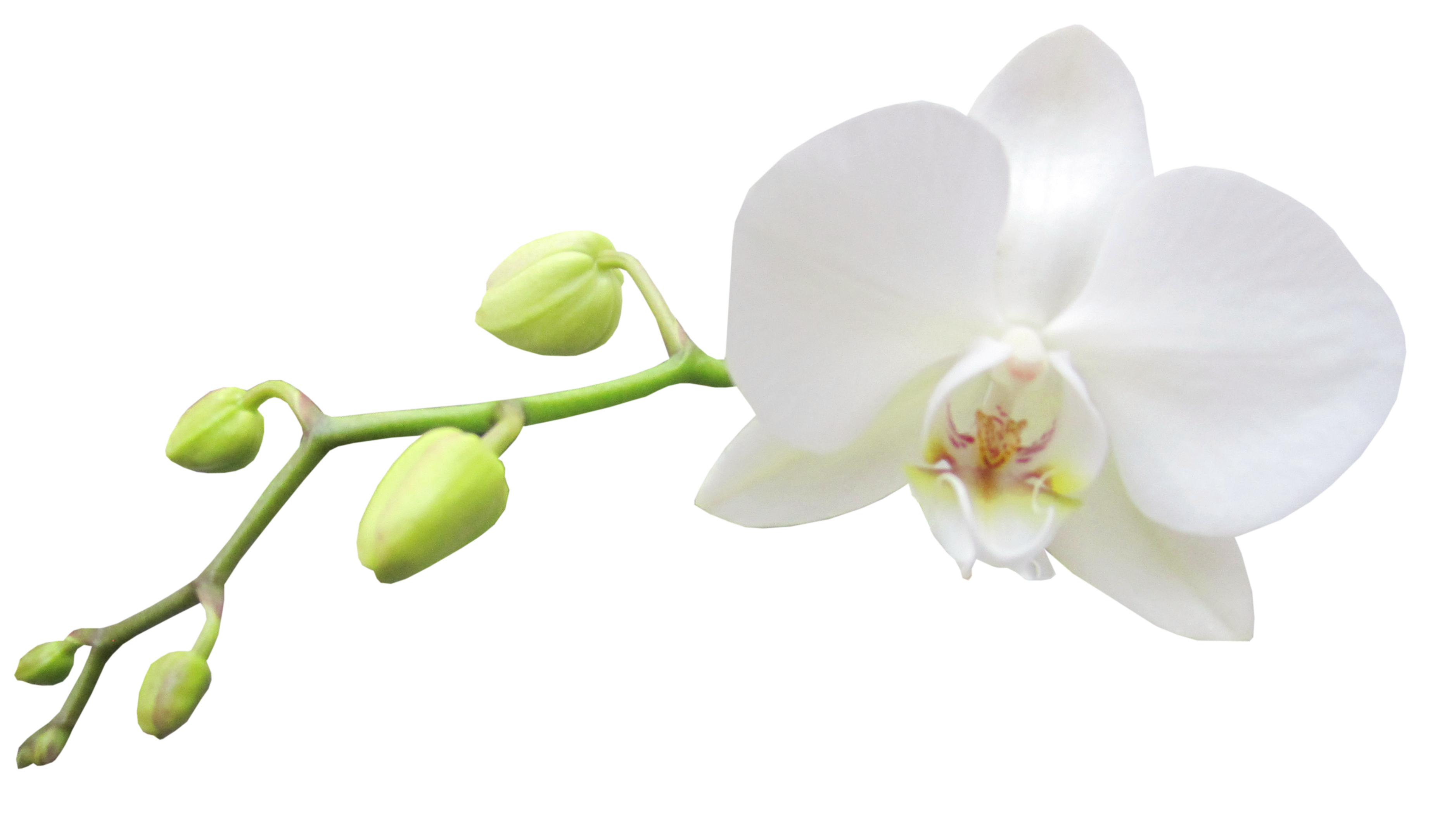 Orchid clipart stylised. Large transparent white gallery