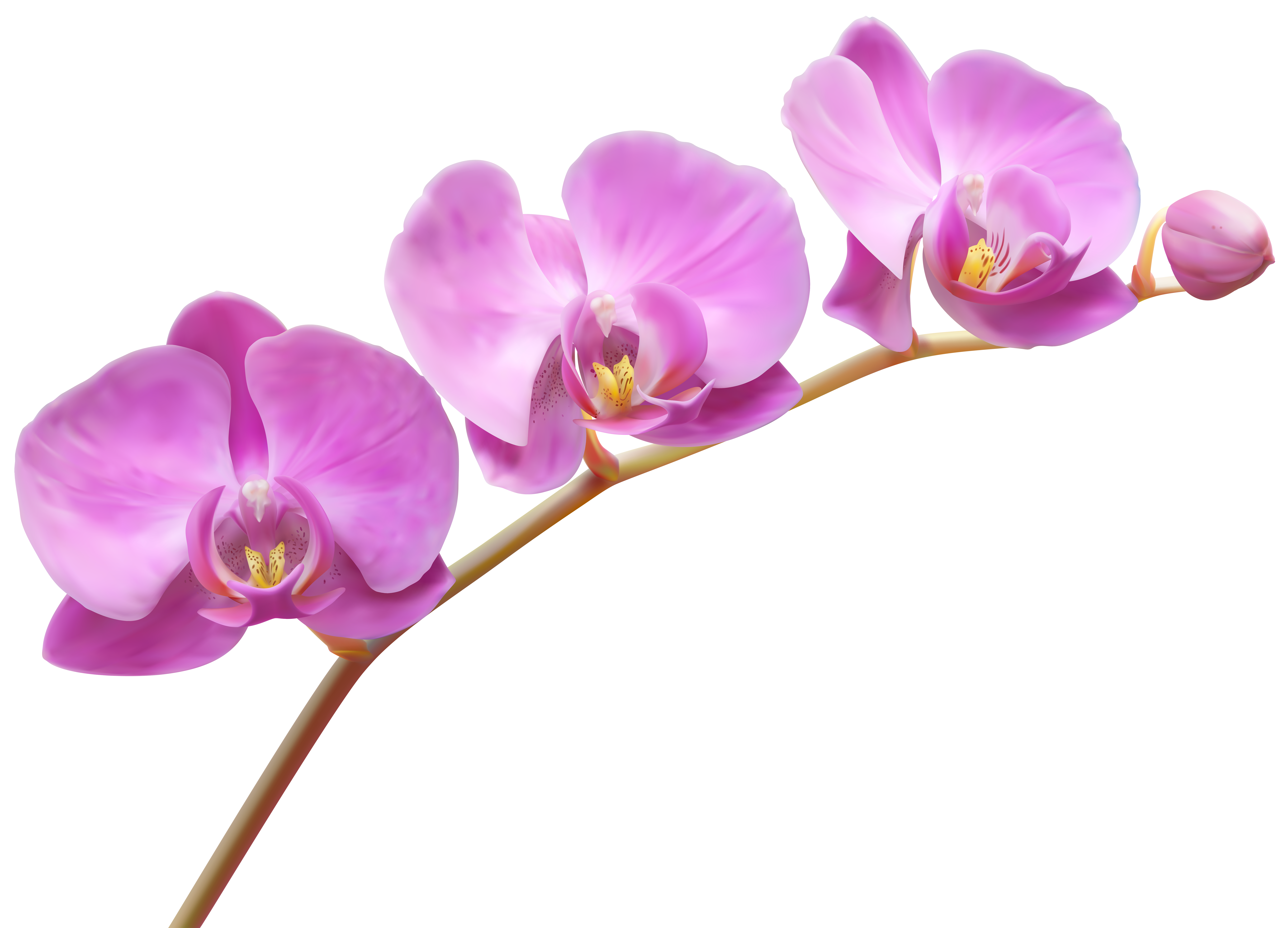 orchid clipart high re