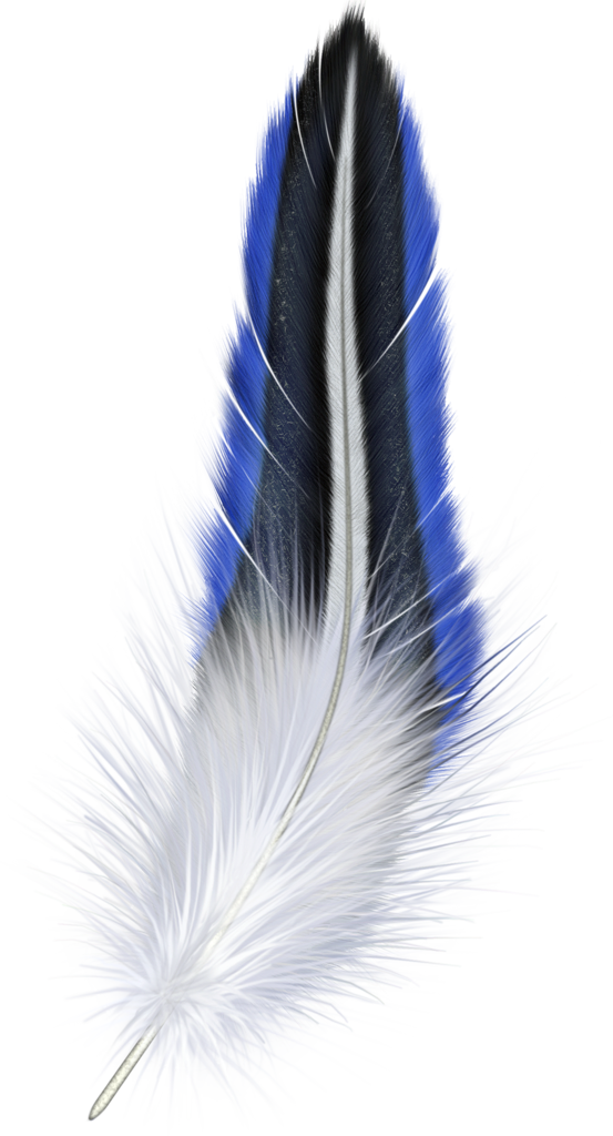 Feathers clipart transparent background. Blue and white feather