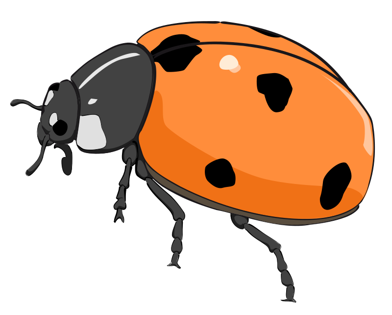 ladybug clipart colored
