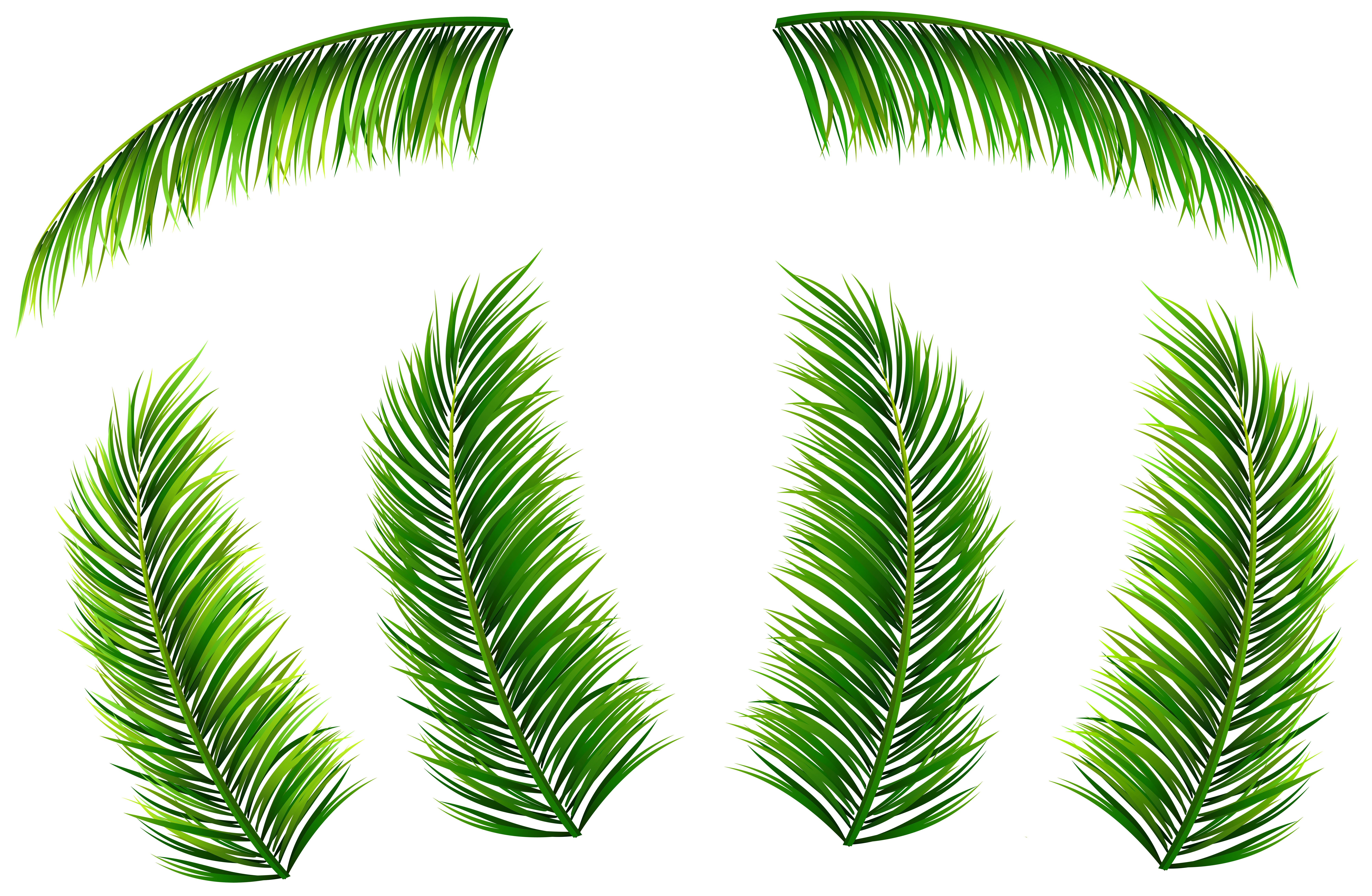 Clipart leaf summer. Palm leaves png clip